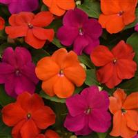 Beacon® Sanibel Mixture Improved Impatiens Bloom