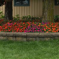 Beacon® Sanibel Mixture Improved Impatiens Landscape