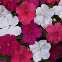 Beacon® Portland Mixture Improved Impatiens Bloom