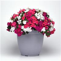 Beacon® Portland Mixture Improved Impatiens Container