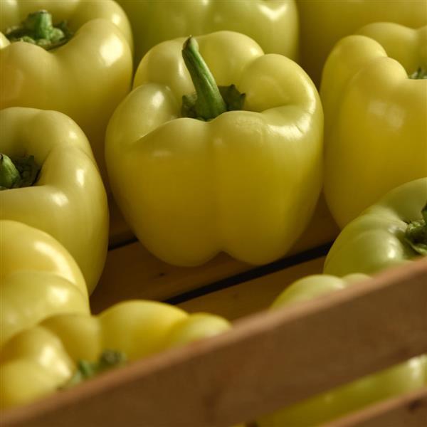 Pepper Spotlight Container