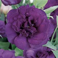 ABC™ 3 Purple Lisianthus Bloom
