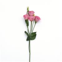 ABC™ 3 Rose Lisianthus Single Stem, White Background