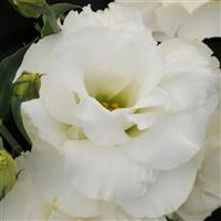 ABC™ 3 White Lisianthus Bloom