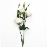 ABC™ 3 White Lisianthus Single Stem, White Background
