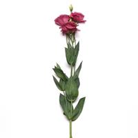 ABC™ 2 Rose Improved Lisianthus Single Stem, White Background