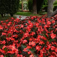 Megawatt™ Red Bronze Leaf Begonia Landscape