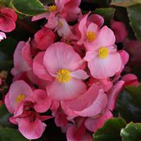 Megawatt™ Pink Green Leaf Begonia Bloom