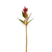 Celway™ Orange Celosia Single Stem, White Background