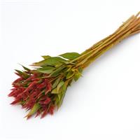 Celway™ Orange Celosia Grower Bunch