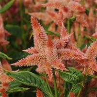 Celway™ Salmon Celosia Bloom
