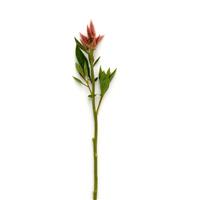Celway™ Salmon Celosia Single Stem, White Background