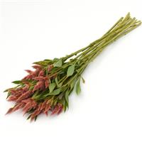 Celway™ Salmon Celosia Grower Bunch