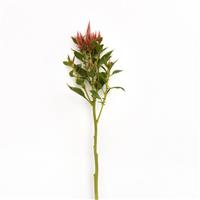 Celway™ Terracotta Celosia Single Stem, White Background