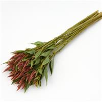 Celway™ Terracotta Celosia Grower Bunch