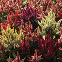Celway™ Mixture Celosia Bloom