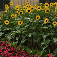 Always Sunny Gold Sunflower Landscape