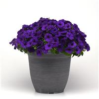 E3 Easy Wave® Blue Spreading Petunia Container