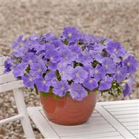 E3 Easy Wave® Sky Blue Spreading Petunia Container