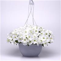 E3 Easy Wave® White Spreading Petunia Basket