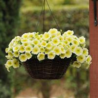 E3 Easy Wave® Yellow Spreading Petunia Basket