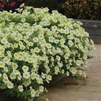 E3 Easy Wave® Yellow Spreading Petunia Landscape