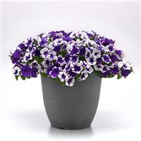 E3 Easy Wave® Midnight Marble Spreading Petunia Container