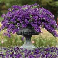 Easy Wave® Blue Spreading Petunia Commercial Landscape 2