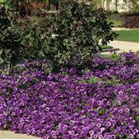 Easy Wave® Blue Spreading Petunia Landscape