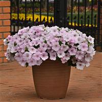 Easy Wave® Pink Pearl Spreading Petunia Container