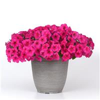 Easy Wave® Rose Spreading Petunia Container