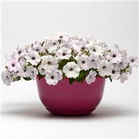 Easy Wave® Silver Spreading Petunia Container