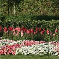 Easy Wave® White Spreading Petunia Commercial Landscape 4
