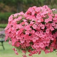 Easy Wave® Coral Reef Spreading Petunia Basket