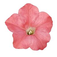 Easy Wave® Coral Reef Spreading Petunia Bloom