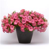 Easy Wave® Coral Reef Spreading Petunia Container