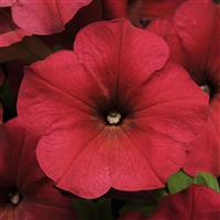 Easy Wave® Berry Velour Spreading Petunia Bloom