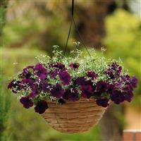 Easy Wave® Burgundy Velour Spreading Petunia Basket