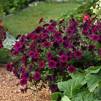 Easy Wave® Burgundy Velour Spreading Petunia Landscape