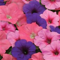 Easy Wave® Beachcomber Mixture Spreading Petunia Bloom