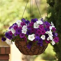 Easy Wave® Great Lakes Mixture Spreading Petunia Basket