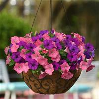 Easy Wave® Opposites Attract Mixture Spreading Petunia Basket