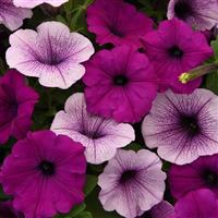 Easy Wave® Plum Pudding Mixture Spreading Petunia Bloom