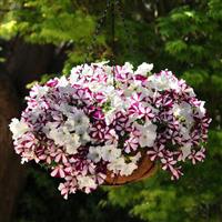 Easy Wave® Starfish Mixture Spreading Petunia Basket