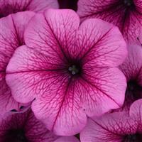 Easy Wave® Rose Fusion Spreading Petunia Bloom