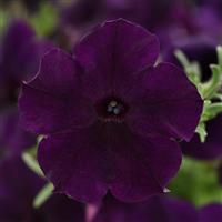 Easy Wave® Navy Velour Spreading Petunia Bloom