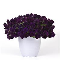 Easy Wave® Navy Velour Spreading Petunia Container
