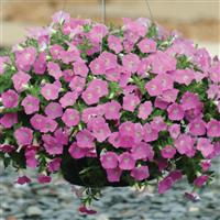 Shock Wave® Pink Shades Spreading Petunia Basket