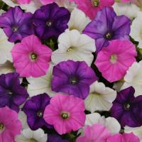 Shock Wave® Spark Mixture Spreading Petunia Bloom