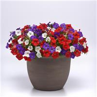 Shock Wave® Volt Mixture Improved Spreading Petunia Container